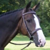 Black Oak Spruce Fancy Stitch Hunter Bridle