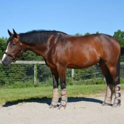 5/A Baker Transport Boots Set Of 4 13 5/A Baker Transport Boots Set Of 4 -Absor Care Horse Shop 7073j c1316 alt1