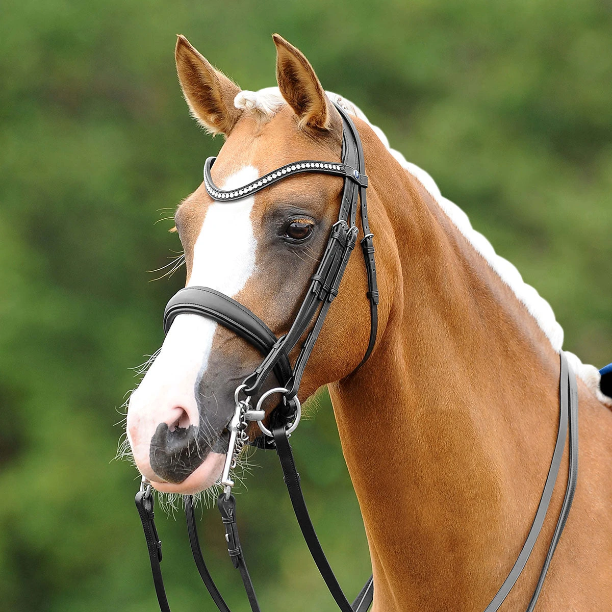 PassierBlu Dream Double Bridle 2 PassierBlu Dream Double Bridle - Image 2