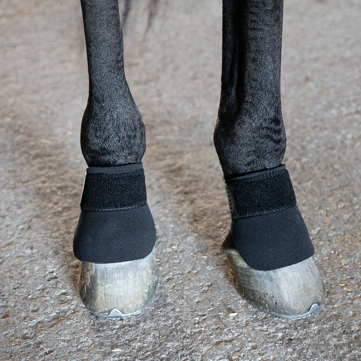 Thoroughbred Scalping Boots 1 Thoroughbred Scalping Boots