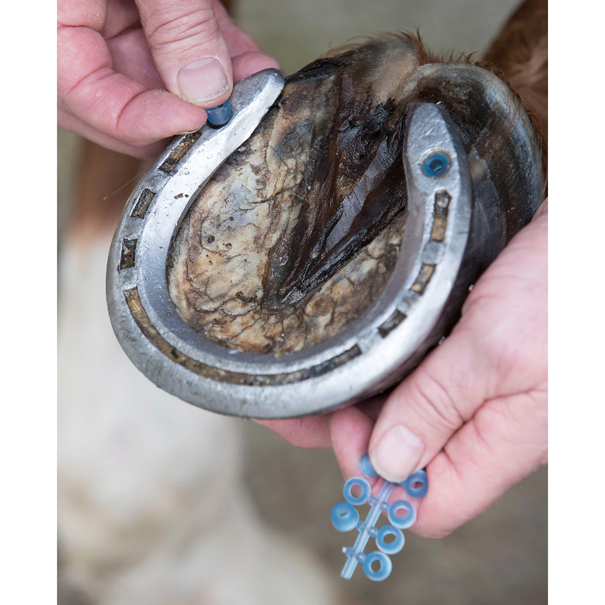 LeMieux Stud Plugz 6-pack 1 LeMieux Stud Plugz 6-pack