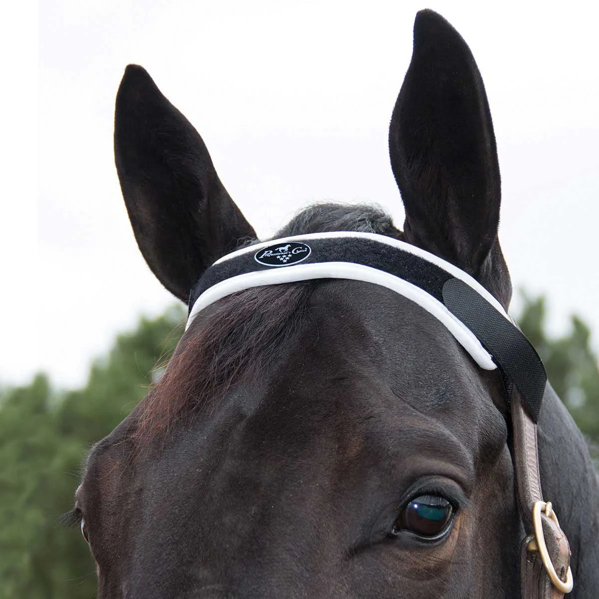 Professionals Choice Magnetic Brow Piece 1 Professionals Choice Magnetic Brow Piece