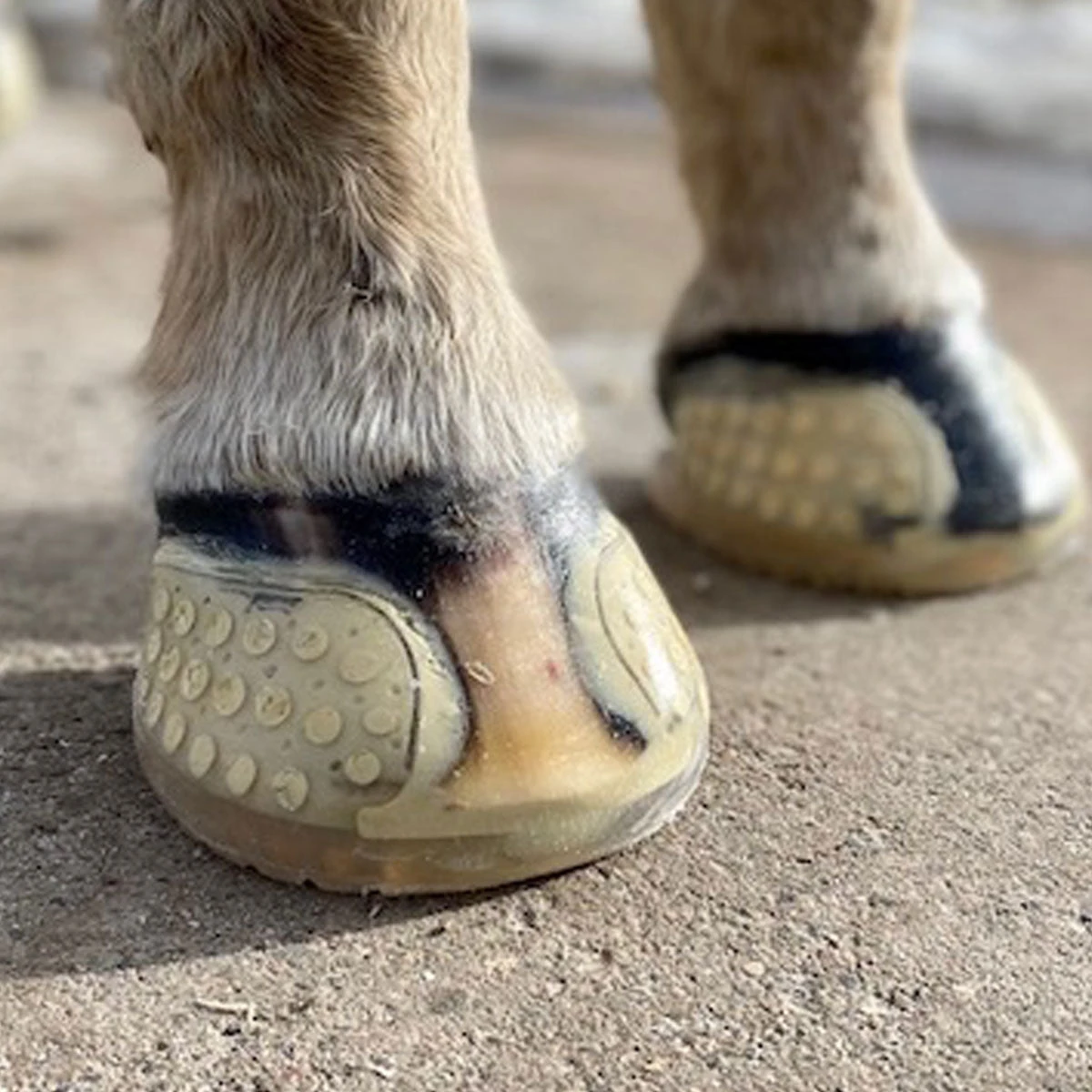 EasyShow Versa Grip Glue Front Shoe 2 EasyShow Versa Grip Glue Front Shoe - Image 2